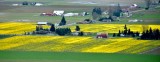 Daffodil Field in Mount Vernon Washington 221 