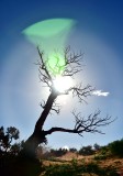 Sun Glare on Tree at Monument Valley 765