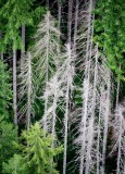Trees in Forest 161  