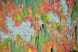Fall foliage and colors near Three Fingers 069  