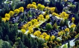 Section of Yellow in neighborhood 431 
