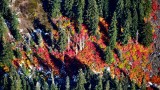 Fall foliage in  Eastern Washington 452  