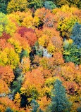 Brilliant Colors of Autumn in Washington State 135  