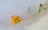 Bright Yellow Tree in Fog by Monroe Washington 571  
