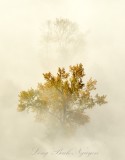Bright Yellow Trees in Fog by Monroe Washington 611  