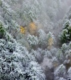 Fresh snow on fall foliage 368 