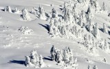Snow covered trees on Mt Index Washington 1427 