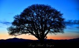 Tree in Field Corvallis Oregon 087b