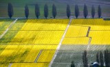 Daffodils field in Skagit Valley Mt Vernon Washington 182