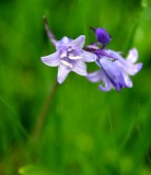 Purple Flower 010