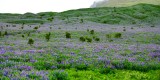 Field of Lupine flower in Iceland 559