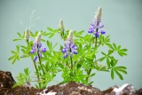 Icelandic wild flowers 357
