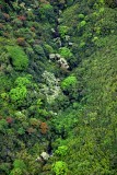 Tropical Forest on slope of Haleakala Mountain, Maui, Hawaii 284