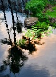 Coconut trees and lily pads, Kehei, Maui, Hawaii 012