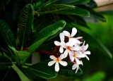 Flower at hotel, Maui 023