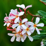 Plumeria flowers 185