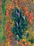 Vivid colors of autumn in Cascade Mountain, Washington 393
