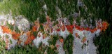 Along the base, Cascade Mountains, Washington 517