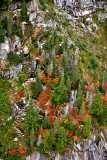Fall foliage on Static Point, Cascade Mountains 062