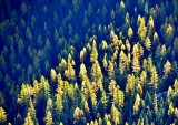 Autumn on Fifes Ridge in Norse Peak Wilderness, Washington 487a