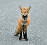 Little Foxy on Baily Island, Maine 528 