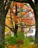 Framed foliage in the fall, Bruinswick, Maine 108