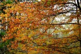 Color of fall in Maine 145