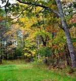 Little gate in backyard, Harpswell, Maine 157