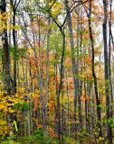 Forest along Harpswell Neck Rd, North Harpswell, Maine 161