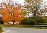 Bright Spot at Intersection on Bailey Island, Maine 427