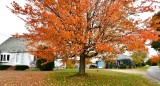 Bright Orange Tree on Bailey Island, Maine 648