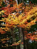 Last of fall foliage 776