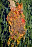Fall foliage along Sunrise Ridge, Mt Rainier National Forest, Washington 1061