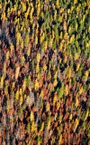 Fall foliage  in Eastern Washington and Mount Rainier, Washington 552 
