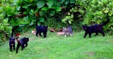 Family of Kitty at Grand Wailea, Maui, Hawaii 039.
