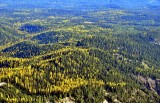 Western Larch trees in Eastern Washington 601 