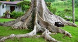 Fig Tree, MauiWine, Kula, Maui 351