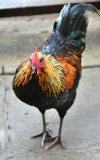 Rooster at Nalu's Grill, Kehei, Maui, Hawaii 066