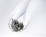 Cluster of Tree in Teardrop Snow Drift 429b