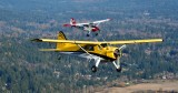 Beaver and Bird Dog over Redmond, Washington 337