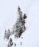 Standing Tall on Slope, Cascade Mountains 198