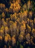 Still full of colors, Washington 305
