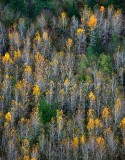 Last of fall colors 090