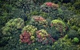 Tropical Forest on slope of Haleakala Mountain, Maui, Hawaii 322