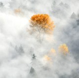 Yellow Trees above the fog, Woodenville 051