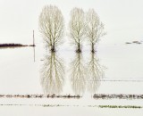 Majestic Trees in Flooded Snoqualmie River Valley, Washington 141