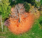 Orange on the spot