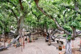 Lahaina Banyan Court, Lahaina, Maui, Hawaii 071
