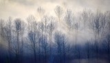 Standing tall in fog, Duvall, Washington 1112 