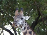 Masai giraffe-972